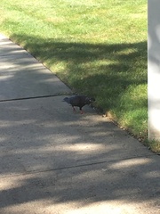 Columba livia domestica