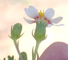 Senecio tortuosus