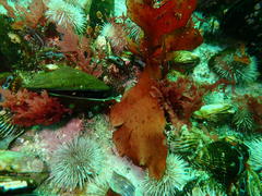 Botryocarpa prolifera