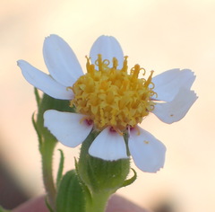 Senecio tortuosus