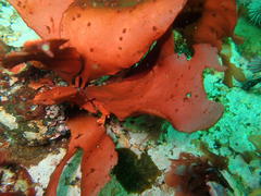 Botryocarpa prolifera
