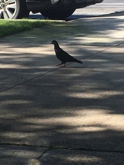 Columba livia domestica