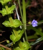 Bacopa aubletiana - Photo (c) Sébastien SANT, some rights reserved (CC BY-NC), uploaded by Sébastien SANT