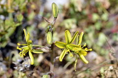 Albuca sabulosa