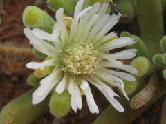 Drosanthemum framesii