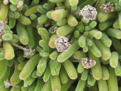 Drosanthemum framesii