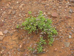Drosanthemum framesii