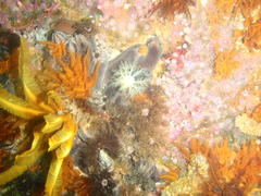 Pentacta doliolum