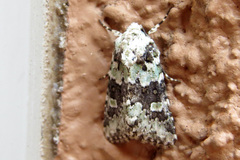 Lacinipolia strigicollis