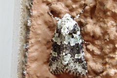 Lacinipolia strigicollis
