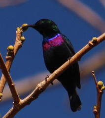 Cinnyris bifasciatus microrhynchus