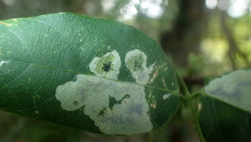 Lithocolletinae image