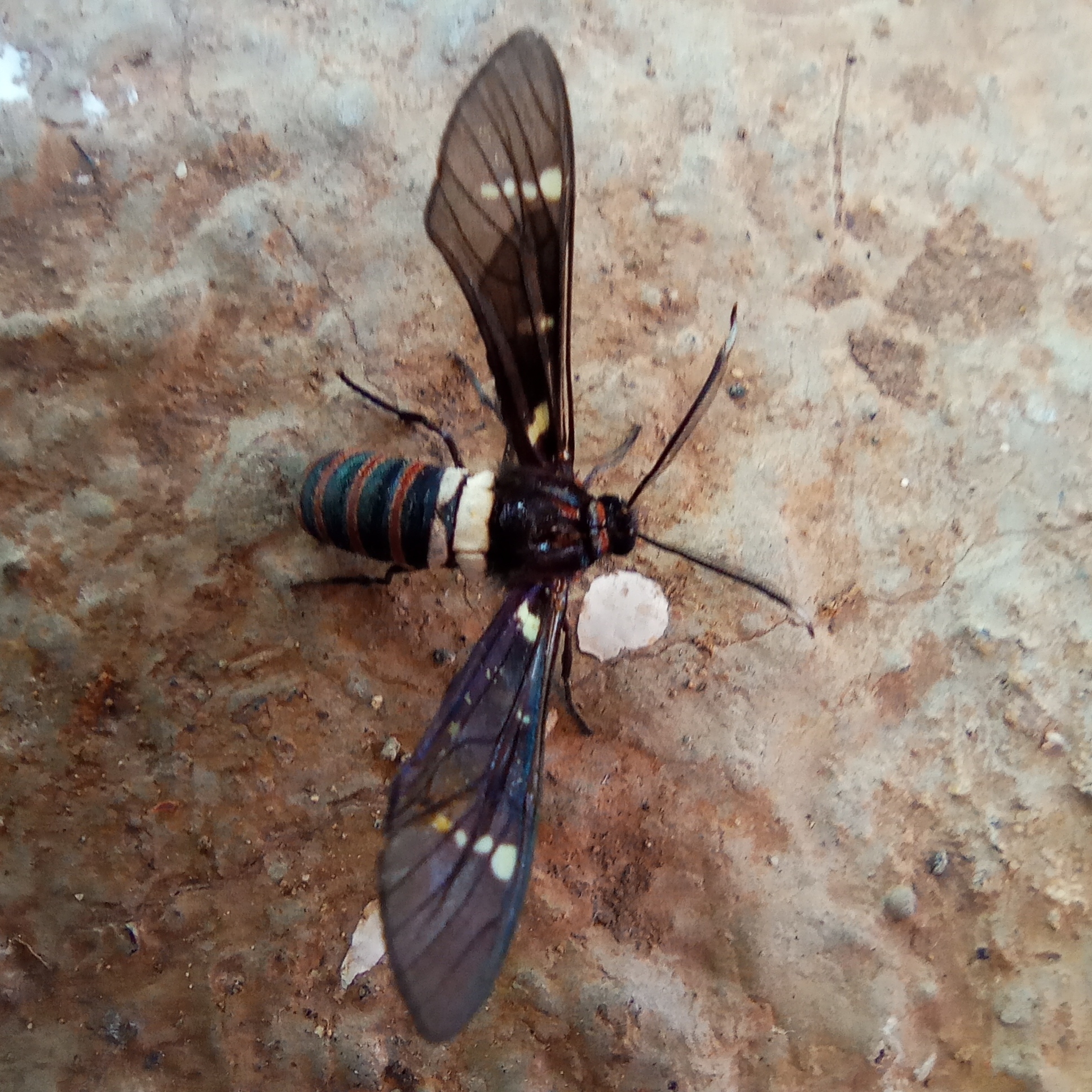 Syntomeida melanthus image