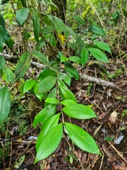 Myrceugenia planipes