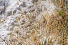 Sisyrinchium funereum