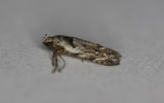 Sinoe