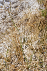 Sisyrinchium funereum