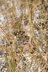 Sisyrinchium funereum