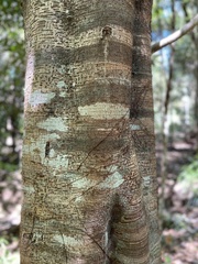Ficus henneana