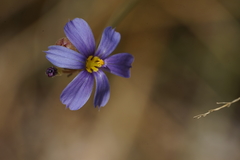 Sisyrinchium funereum