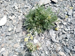 Artemisia umbelliformis