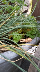 Phlogophora meticulosa