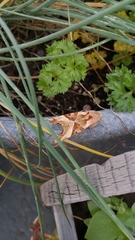 Phlogophora meticulosa