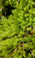 Diobelonella palustris
