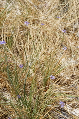 Sisyrinchium funereum