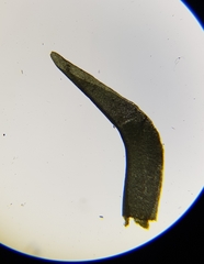 Diobelonella palustris