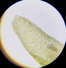 Diobelonella palustris