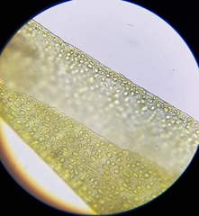 Diobelonella palustris