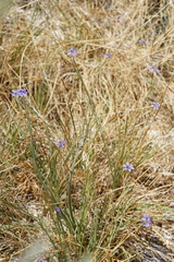 Sisyrinchium funereum
