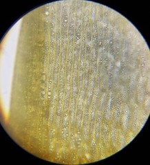 Diobelonella palustris