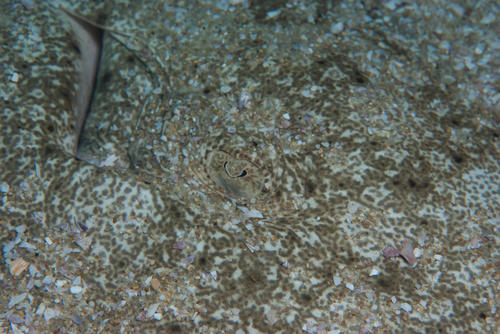 Gymnura natalensis