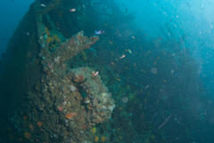 Pseudanthias connelli