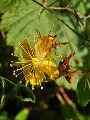 Hypericum pulchrum