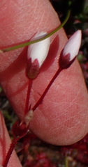 Drosera alba