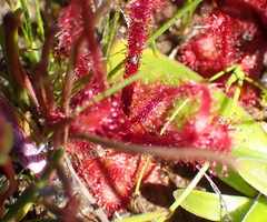 Drosera alba