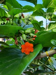 Cordia sebestena