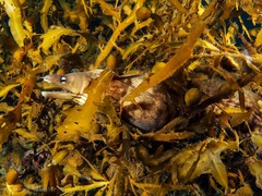 Gymnothorax nubilus