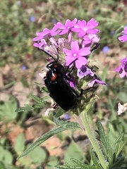 Lytta cribrata
