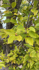 Magnoliopsida