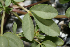 Cleomella obtusifolia