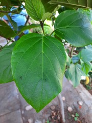 Cordia sebestena