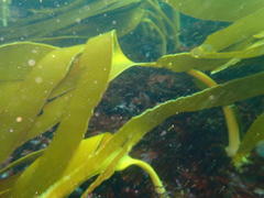 Laminaria pallida