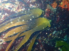 Laminaria pallida