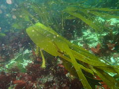 Laminaria pallida