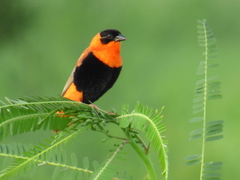 Euplectes franciscanus