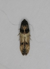 Walshia miscecolorella